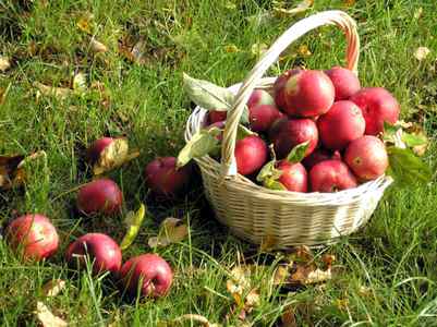 Аллергия на яблоки у детей до года