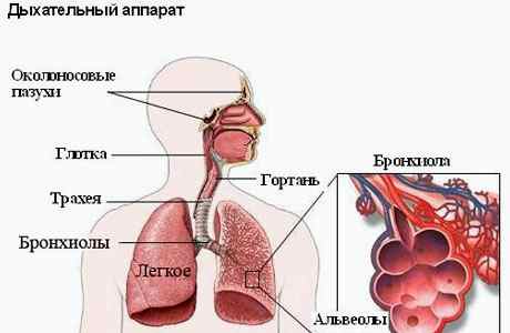 Абстрактный бронхит у детей лечение