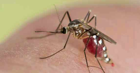 Укусы комаров у детей чем лечить фото