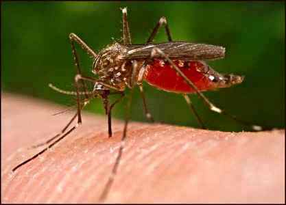 Чем мазать укусы комаров ребенку 5 месяцев