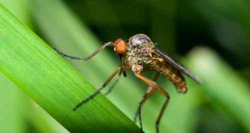 Укусы насекомых у детей комаровский