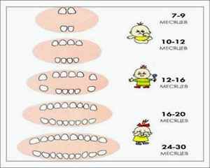 График прорезывания зубов у детей шаблоны